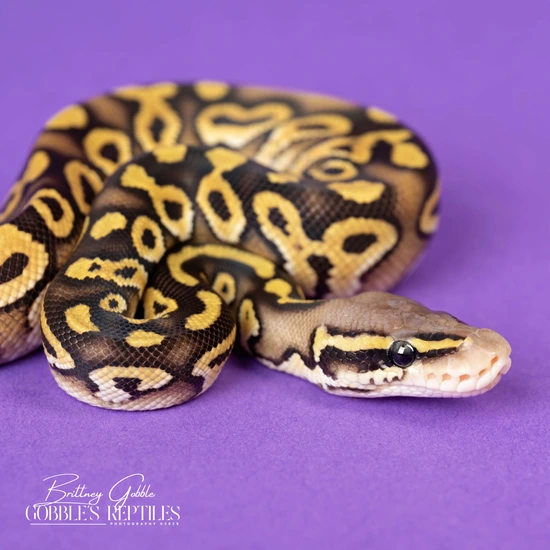 Pastel Monarch Ball Python Pastel Mojave DH Monsoon/Monarch Ball Python by Gobble’s Reptiles
