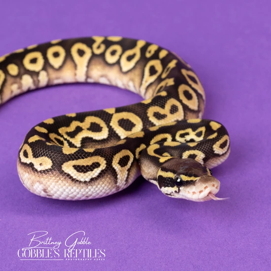 Mojave DH Monsoon/Monarch Ball Python by Gobble’s Reptiles
