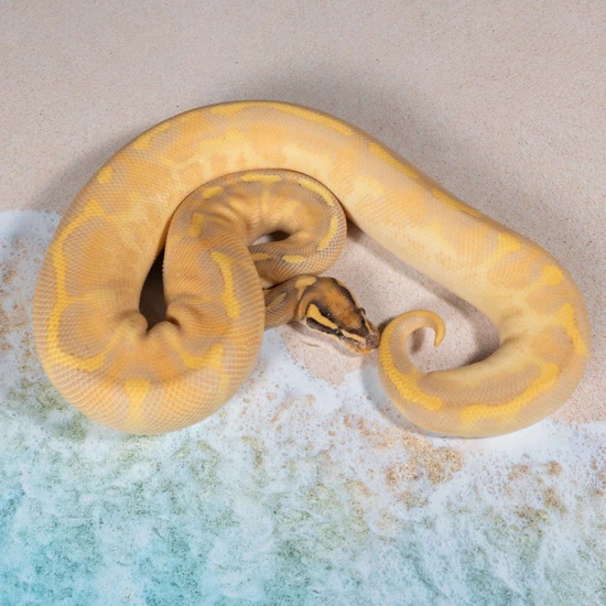 Freeway Orange Dream Enchi Het Clown Proven Ball Python by Gobble’s ...