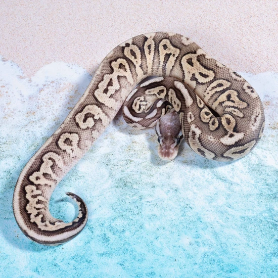 Black Pastel YellowBelly Pastel Fire Het Clown Ball Python by Gobble’s ...