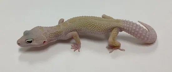 Mack Snow Murphy Patternless W/Y Leopard Gecko by BHB Reptiles