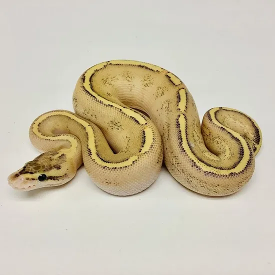 Puma McKenzie Ball Python by BHB Reptiles
