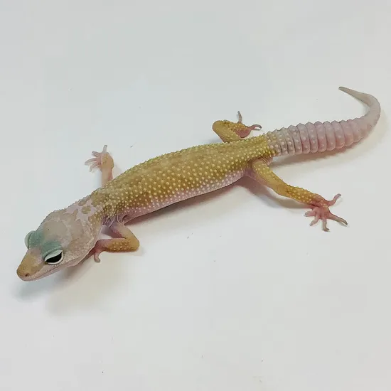 Murphy Patternless Leopard Gecko by BHB Reptiles