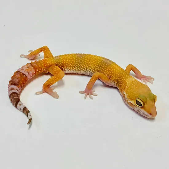 Sunglow Albino Tremper Pos Het Eclipse Leopard Gecko by BHB Reptiles