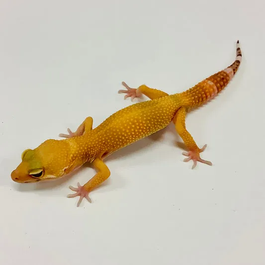 Sunglow Tremper Het Eclipse Leopard Gecko by BHB Reptiles