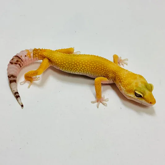 Sunglow Albino Tremper Pos Het Eclipse Leopard Gecko by BHB Reptiles