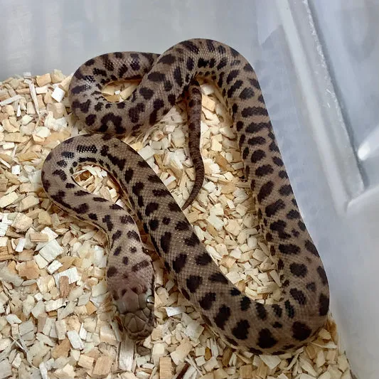 children’s pythons for sale - hawkesbury reptiles... Normal Children's Python by BHB Reptiles