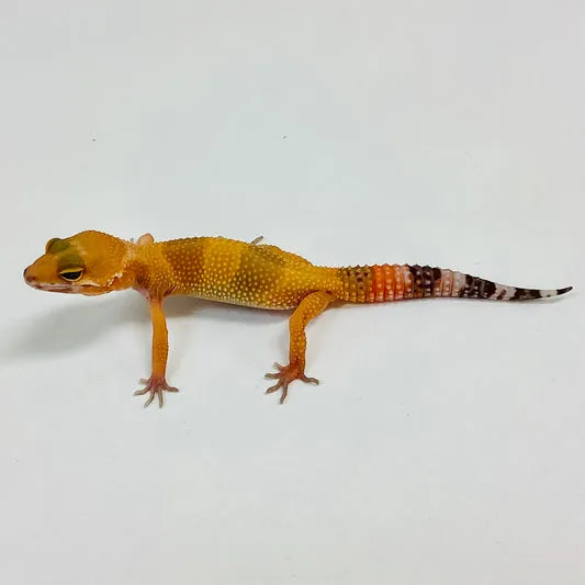 Sunglow Albino Tremper Pos Het Eclipse Leopard Gecko by BHB Reptiles