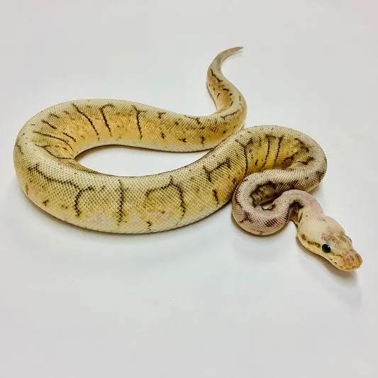 Spiderblast Ball Python Spinner Blast Ball Python by BHB Reptiles