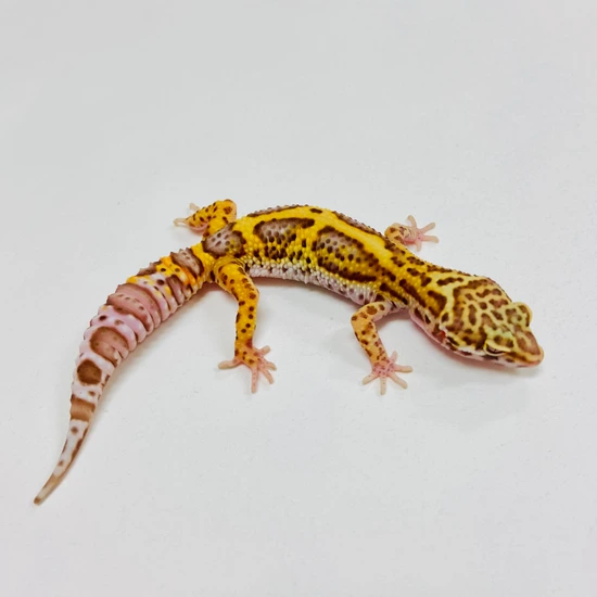Bold Bell Leopard Gecko 2025-153 by BHB Reptiles