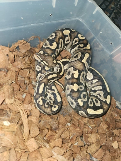 Phantom Sable Ball Python by My Favorite Morphs