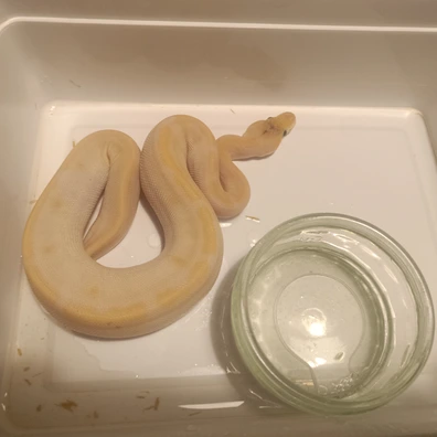 Champagne Enchi Lesser Het Desert Ghost Ball Python - female for sale from Wilcox Family Reptiles
