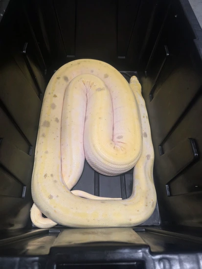 Cow Python Precio Purple Cow Poss Motley Sunfire Reticulated Python by Prolific Pythons