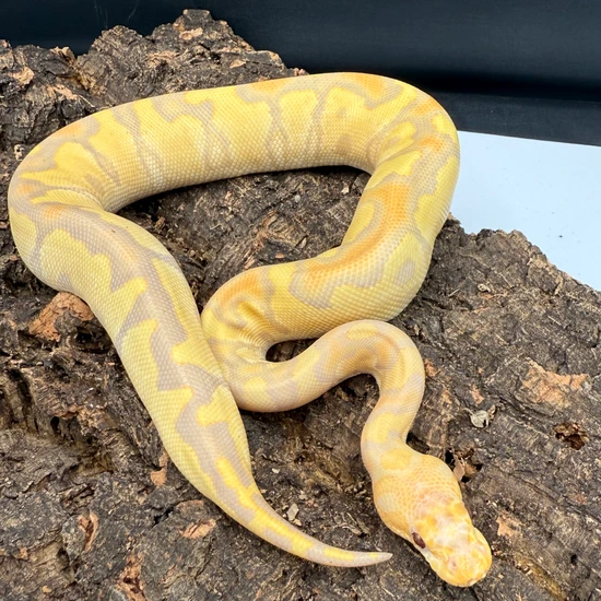 Ball Python Cyprus Candy Candy Clown Ball Python by Chris’s exotic balls