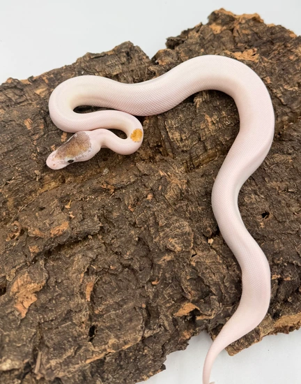 Pinto Ball Python Pinto Pied Ball Python by Chris’s exotic balls
