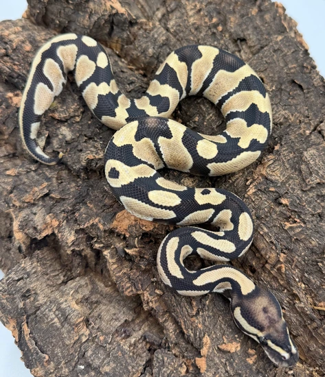 Desert Ghost 100% Het Pied Ball Python by Chris’s exotic balls