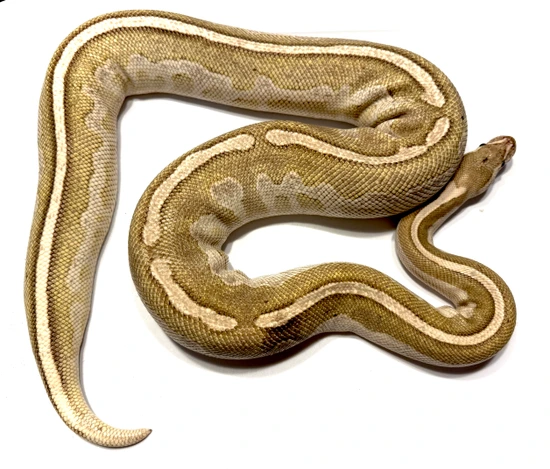 Lithium Blaze F 2000g RTB Ball Python by Can Cel Reptiles
