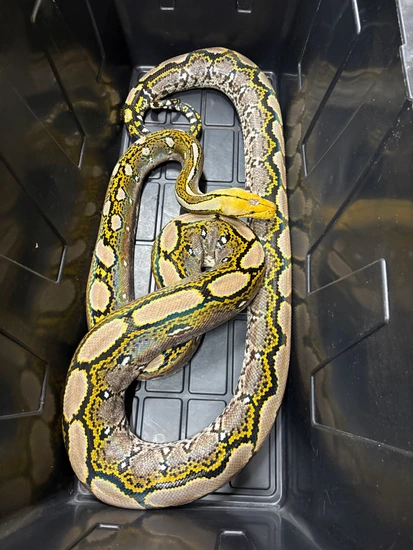 Proven Pair Of Double Het OGS Het Pied Reticulated Python by Bigger ...