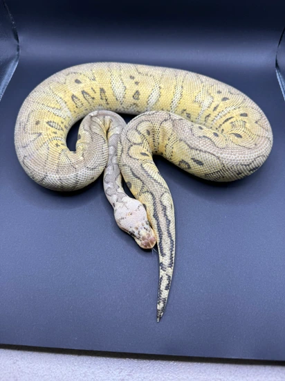 Ball Python Kingdom Super Pastel Clown Ball Python by Kingdom Coldblooded