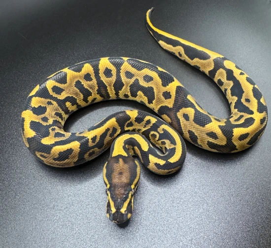 Ball Python Kingdom Leopard Yb/spark 50% Het Sunset Ball Python by Kingdom Coldblooded