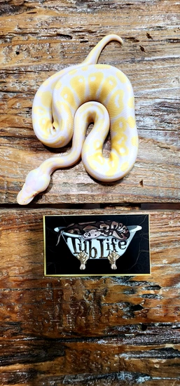 Candino Ball Python by Tub Life