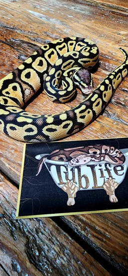 Candy Clown Ball Python Pastel DH Candy, Clown Ball Python by Tub Life