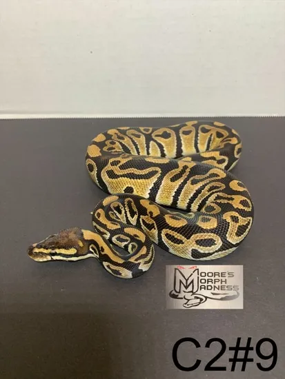 Het Clown Ball Python by Moore’s Morph Madness