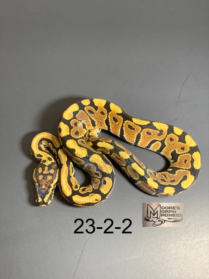 Spotnose Het Clown Ball Python by Moore’s Morph Madness