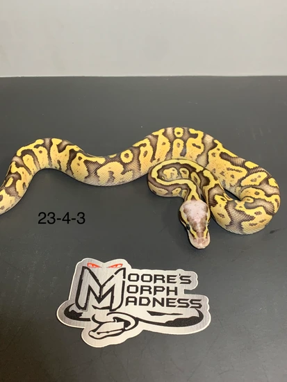 Superfly Ball Python by Moore’s Morph Madness