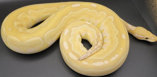 Pastel Coral Glow Calico Blackhead Bamboo Ball Python by Hot as Balls ...