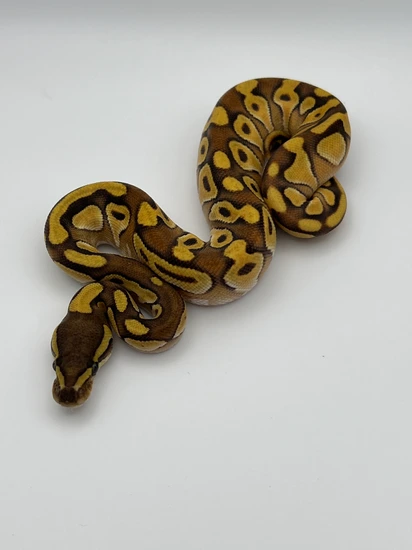 Pastel, Enchi, Butter Ball Python by Big Worm Genetics