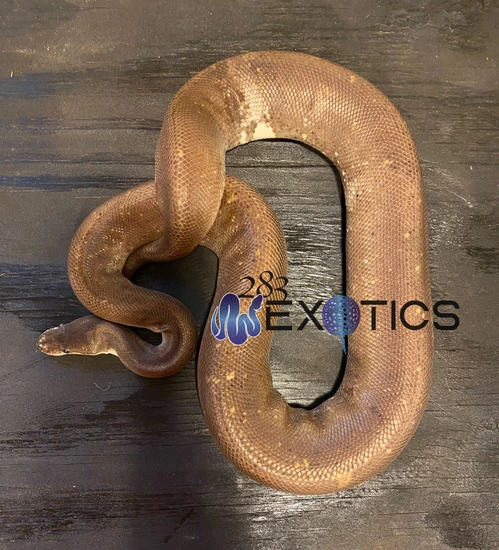 Silver Bullet Super Cinny/Pastel Ball Python by 283 Exotics