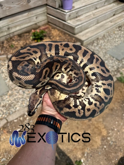 Twister Pastel Leopard Ball Python by 283 Exotics