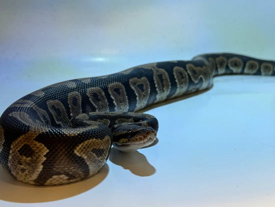 HYBRID BallX Angolan Hybrid Python by 283 Exotics