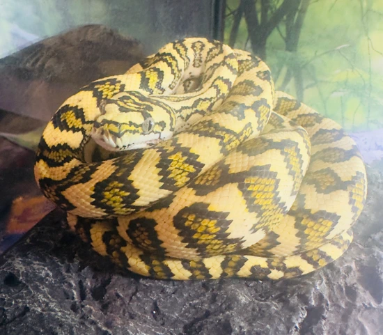 50% Diamond Jungle Zebra Jaguar Diamond Carpet Python by Astro Exotic