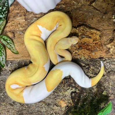 Enchi Albino Pied Royal Python At Birmingham Reptiles Ball Python - female for sale from Birmingham Reptiles