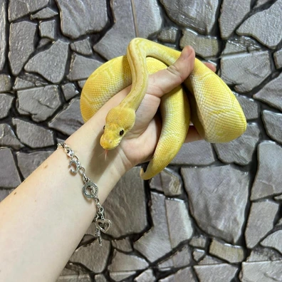 Banana Cypress Pin Royal Python At Birmingham Reptiles Ball Python - female for sale from Birmingham Reptiles