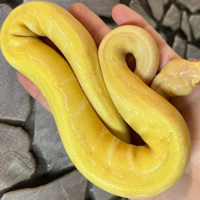Albino Pin Royal Python At Birmongham Reptiles Ball Python - unknown for sale from Birmingham Reptiles