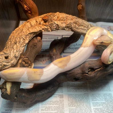 Banana Pied Royal Python At Birmingham Reptiles