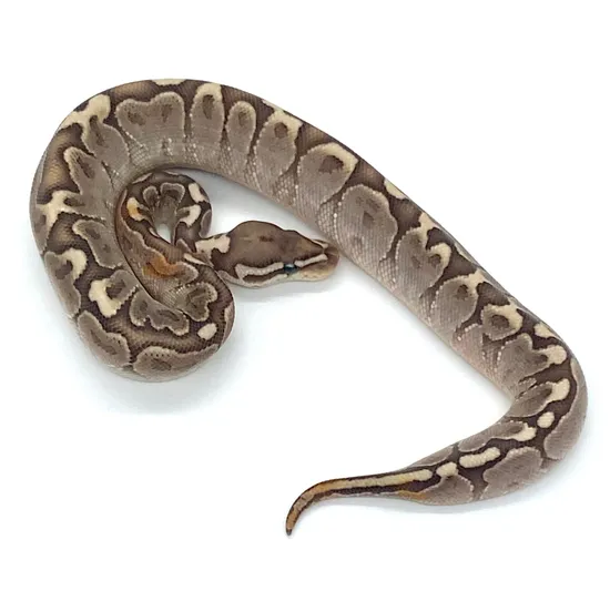 Bamboo Ball Python by B. K. Morphs