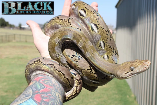 Lotus Python Platinum Anery Reticulated Python by Black Lotus Reptiles
