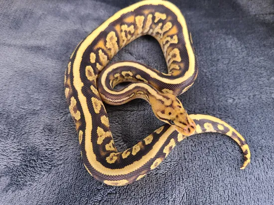 Cypress Spotnose Fire Yellowbelly %66 Het Clown Ball Python by Darkland ...
