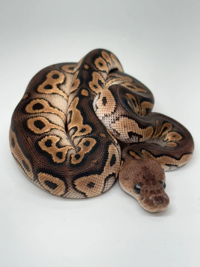 Cinnamon Clown Ball Python by Merrill Morphs