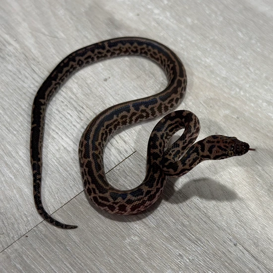 Striped Spotted Python by MidWest Scales