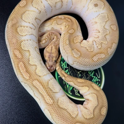 Lesser Redstripe Clown Ball Python - female for sale from BlimeyBalls