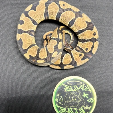 Het DG 66%het Clown Ball Python - female for sale from BlimeyBalls