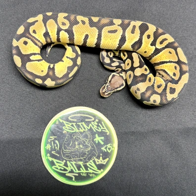 Pastel Het DG 66%het Clown Ball Python - female for sale from BlimeyBalls