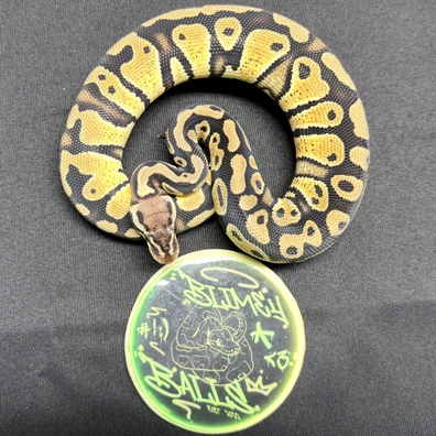 Pastel Het Dg 66% Het Clown Ball Python - male for sale from BlimeyBalls