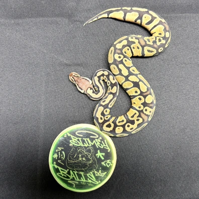 Pastel Het DG 66% Het Clown Ball Python - male for sale from BlimeyBalls