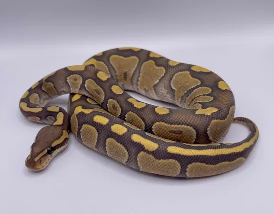 Chocolate Ghost Ball Python by Blocker's Ball Pythons